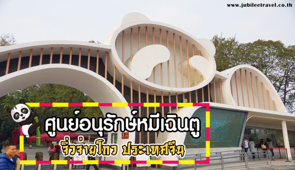 เฉินตู พาดูหมี : ศูนย์อนุรักษ์หมีเฉินตู เที่ยวจิ่วจ่ายโกวต้องแวะที่นี่