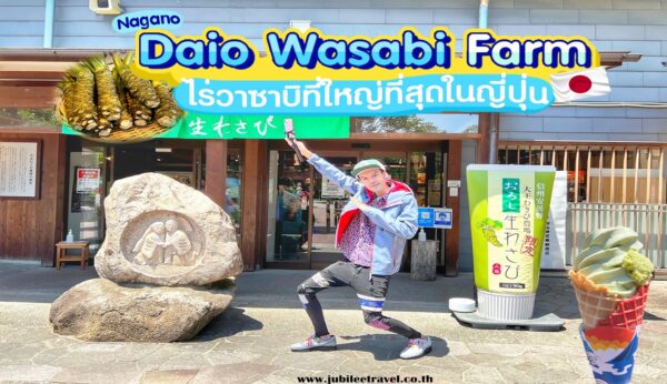 Daio Wasabi Farm : เที่ยวไร่ไดโอะวาซาบิ นากาโนะ ไร่วาซาบิที่ใหญ่ที่สุดในญี่ปุ่น 