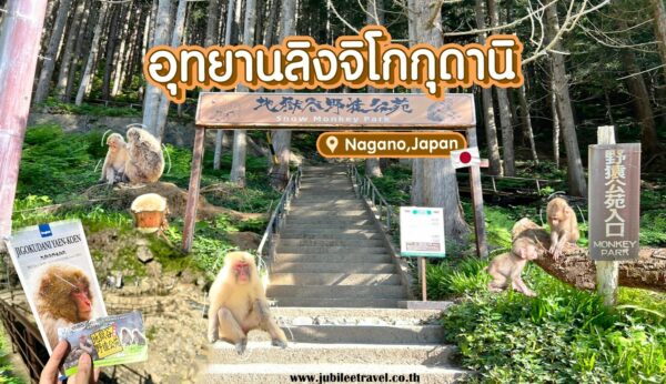 นากาโนะ : เที่ยวสวนลิงจิโกคุดานิ “Jigokudani Monkey Park”