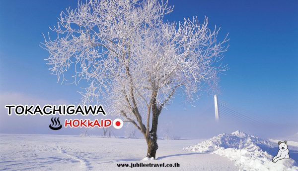 Tokachigawa Hokkaido : ชมวิวหิมะ และออนเซ็น