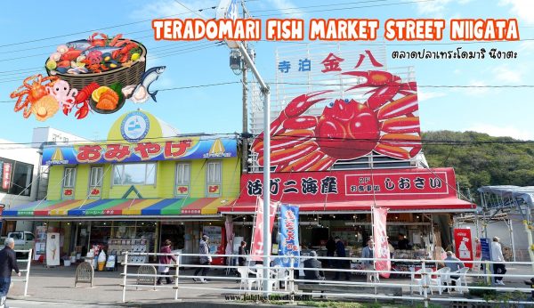 Teramari Fish Market Street Niigata : ตลาดปลาเทระโดมาริ นีงาตะ