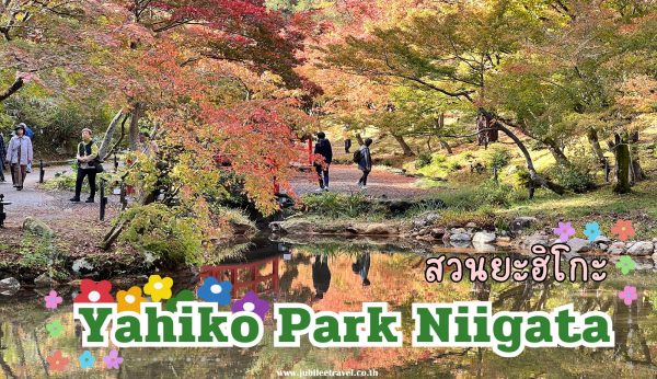 Yahiko Park Niigata : ชมดอกไม้เปลี่ยนสีที่สวนยะฮิโกะ