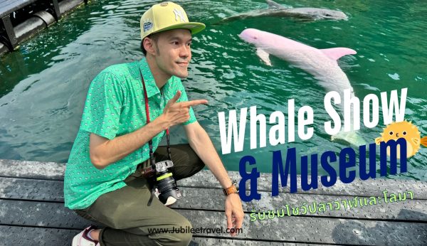 Whale Show and Museum : รับชมโชว์ปลาวาฬและโลมา