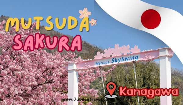 Mutsuda Sakura : ชมซากุระที่เมืองมัตสึดะ