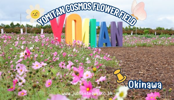 Yomitan Cosmos Flower: พาชมทุ่งดอกคอสมอส
