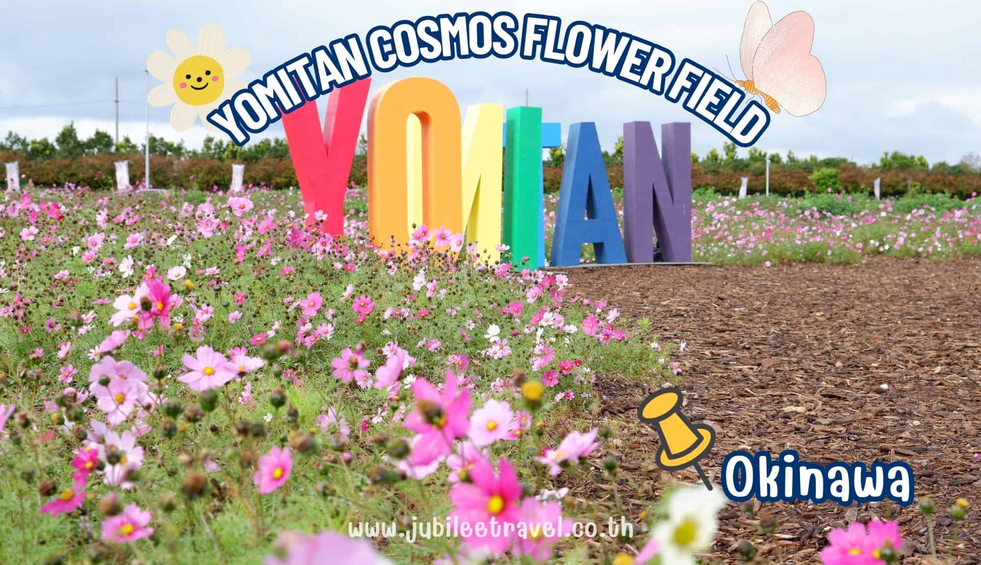Yomitan Cosmos Flower: พาชมทุ่งดอกคอสมอส