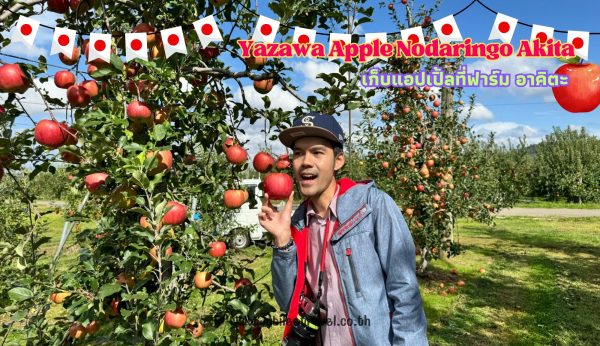 Yazawa Apple Nodaringo Akita: เก็บแอปเปิ้ลที่ฟาร์ม อาคิตะ