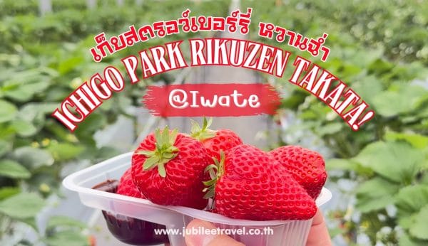 Ichigo Park Rikuzen Takata : เก็บสตรอว์เบอร์รี่ หวานฉ่ำ จังหวัดอิวาเตะ
