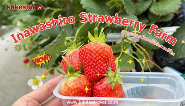 Fukushima : Inawashiro Strawberry Farm สวนสตรอว์เบอร์รี่อินะวะชิโระ สุดฉ่ำ อินฟุกุชิมะ