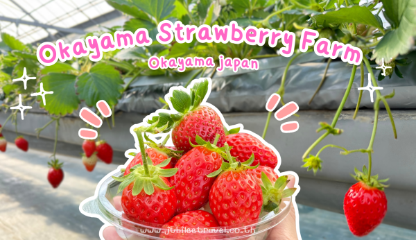 Japan:Okayama Strawberry Farm – หวานจนใจละลาย ที่ฟาร์มสตรอว์เบอร์รี่ที่โอคายะมะ